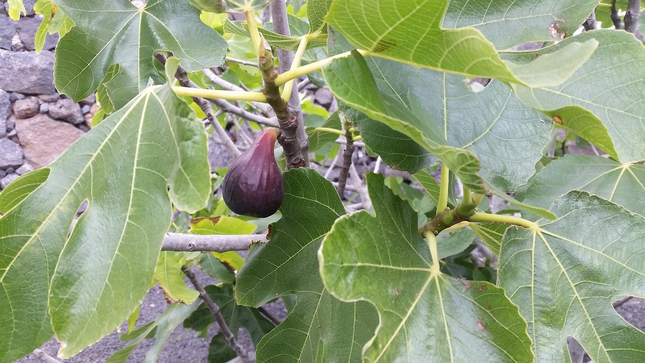 Finca Fajardo La Vegueta מראה חיצוני תמונה